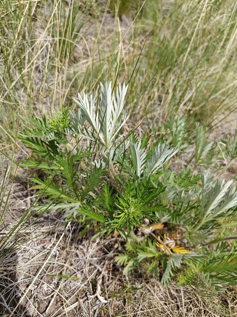 Potentilla gracilis var. flabelliformis photo 6