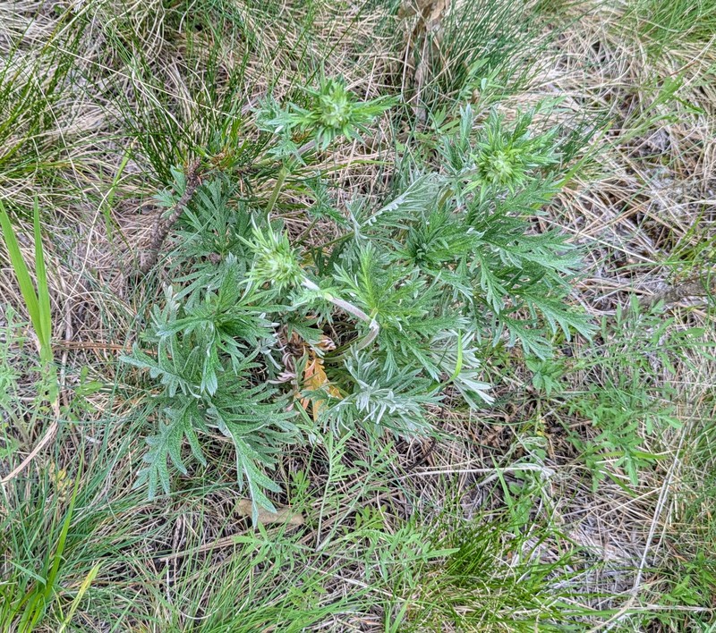 Potentilla gracilis var. flabelliformis photo 7