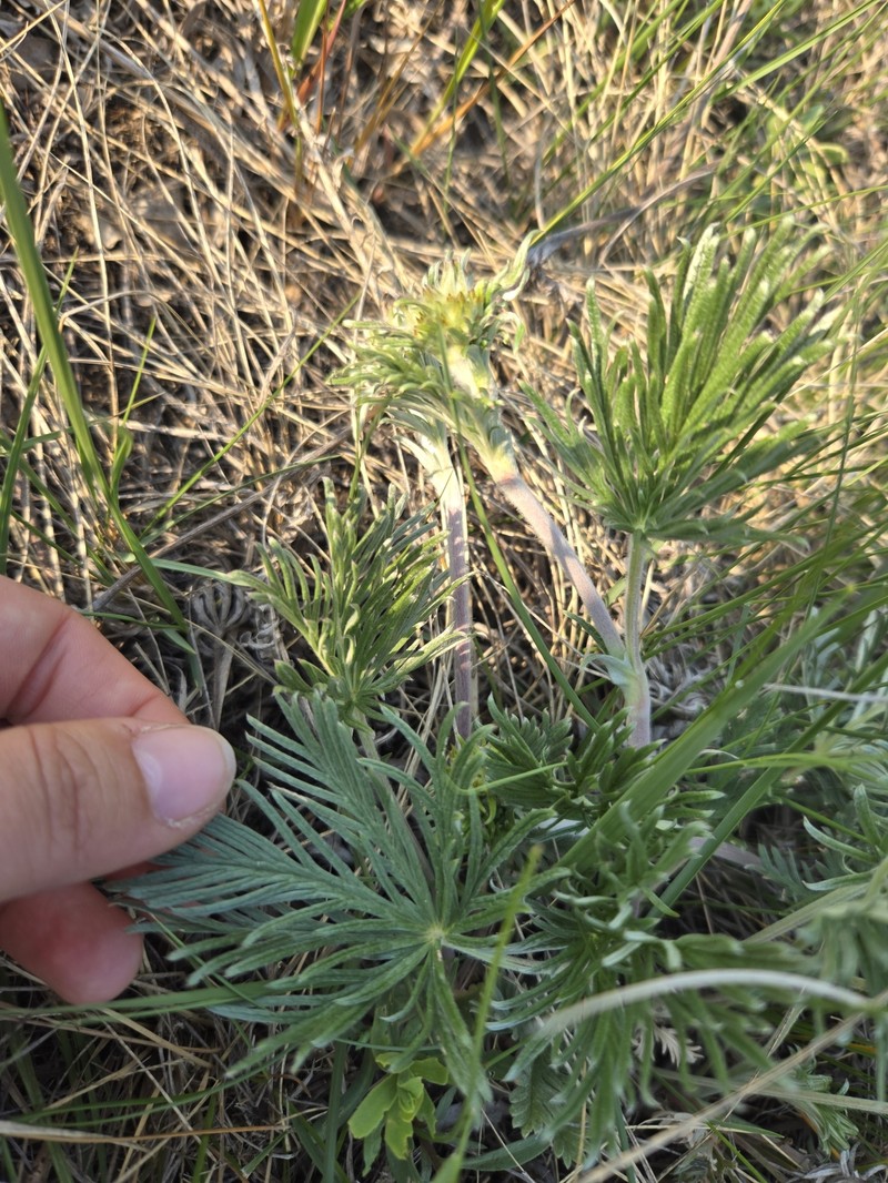 Potentilla gracilis var. flabelliformis photo 8