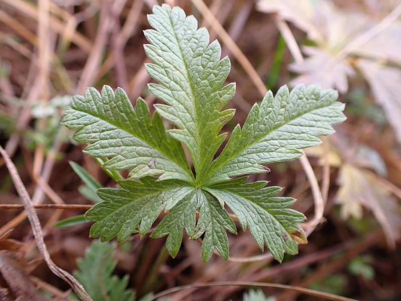 Potentilla gracilis var. gracilis