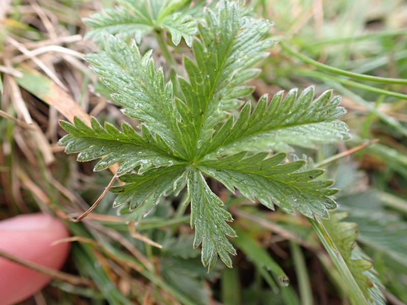 Potentilla gracilis var. gracilis photo 2
