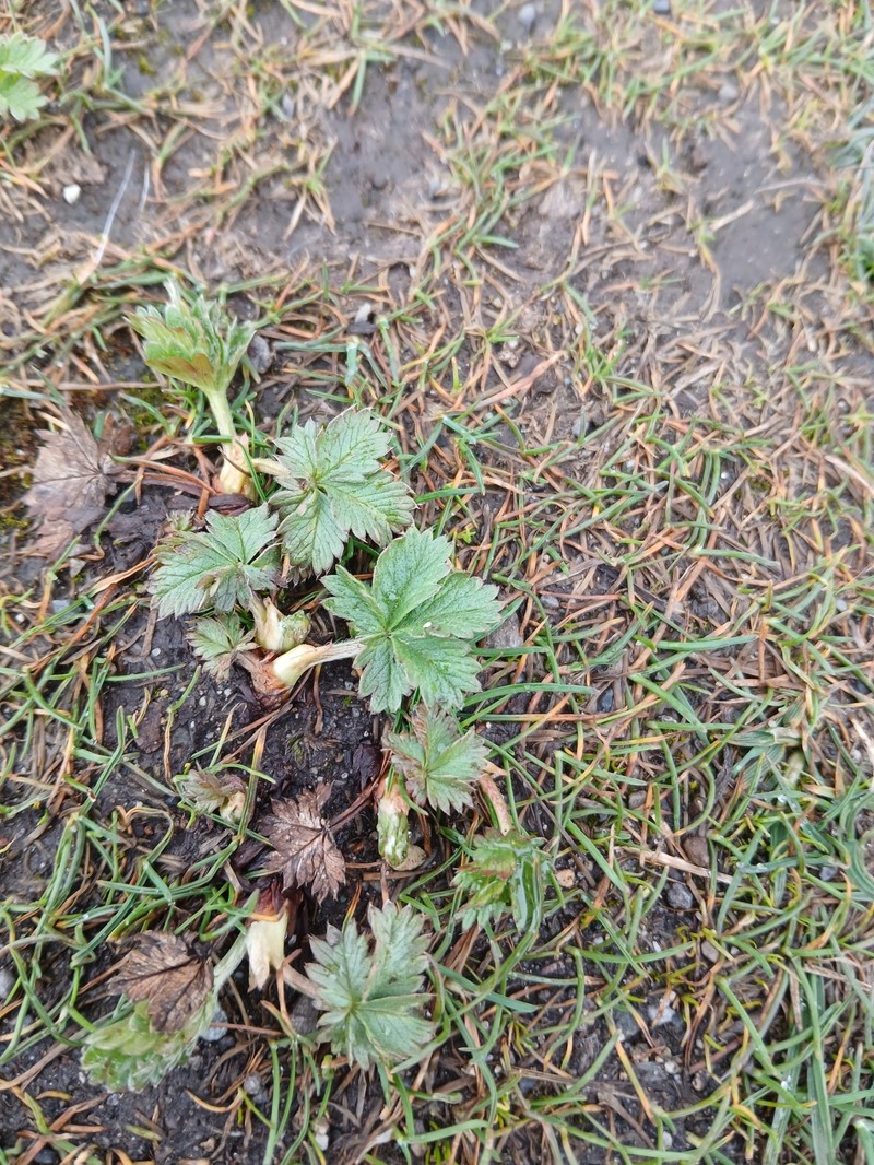 Potentilla gracilis var. gracilis photo 3