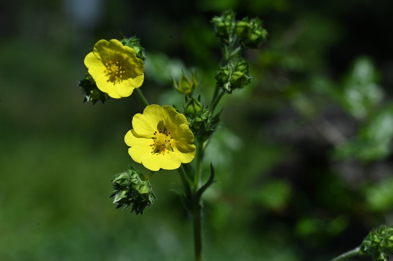 Potentilla gracilis var. gracilis photo 4