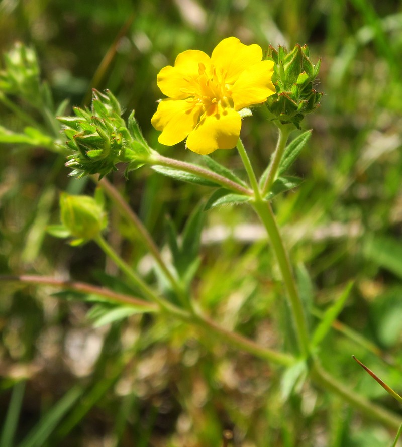 Potentilla gracilis var. gracilis photo 5