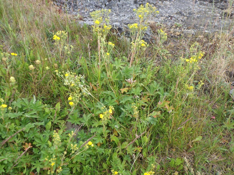 Potentilla gracilis var. gracilis photo 6
