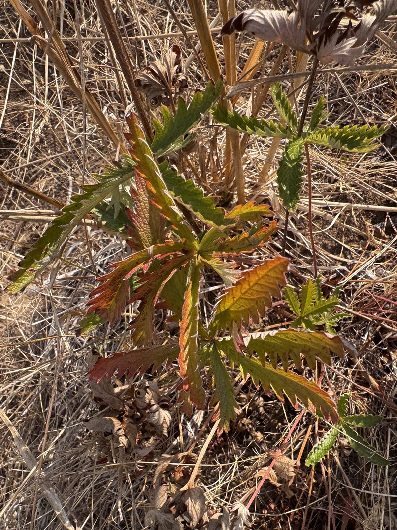 Potentilla gracilis var. gracilis photo 7