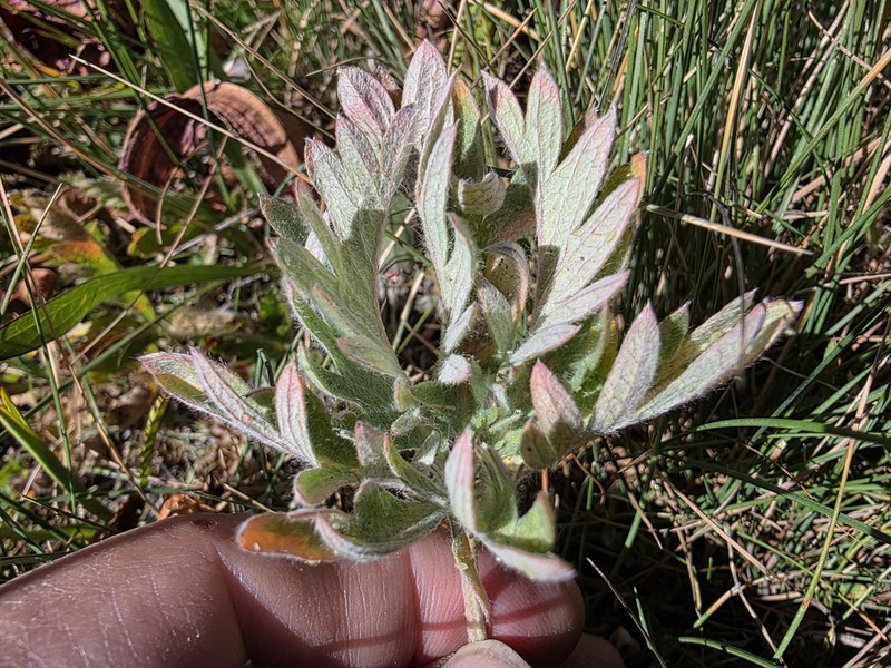 Potentilla gracilis var. owyheensis photo 2