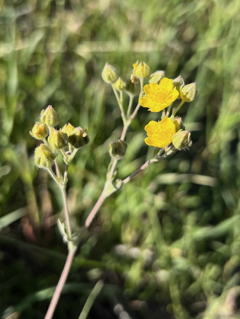 Potentilla gracilis var. owyheensis photo 3