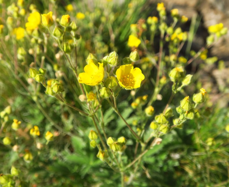 Potentilla gracilis var. owyheensis photo 4