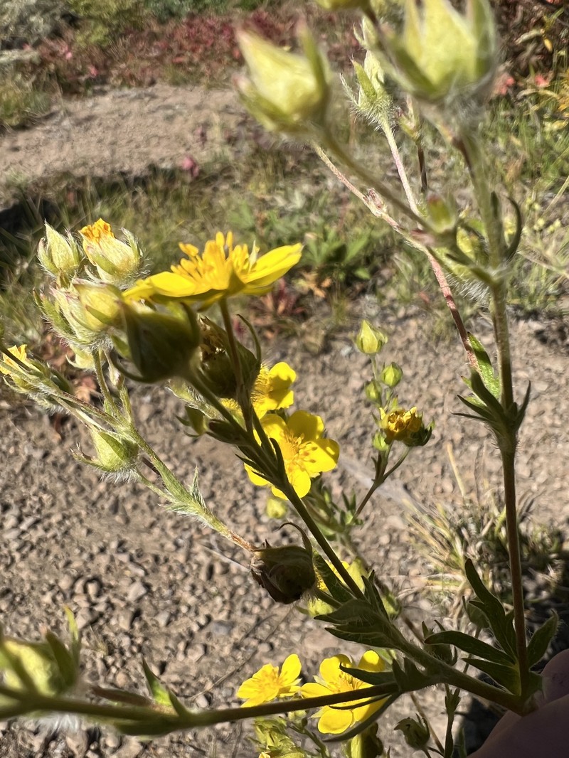 Potentilla gracilis var. owyheensis photo 5