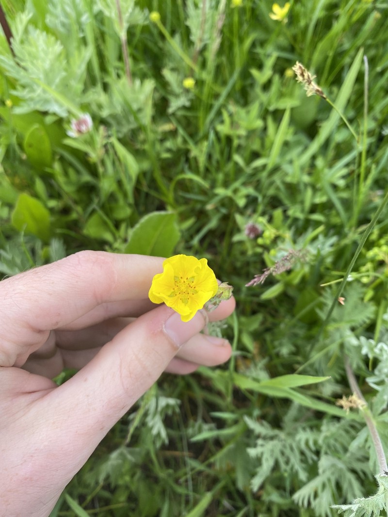 Potentilla gracilis var. owyheensis photo 6
