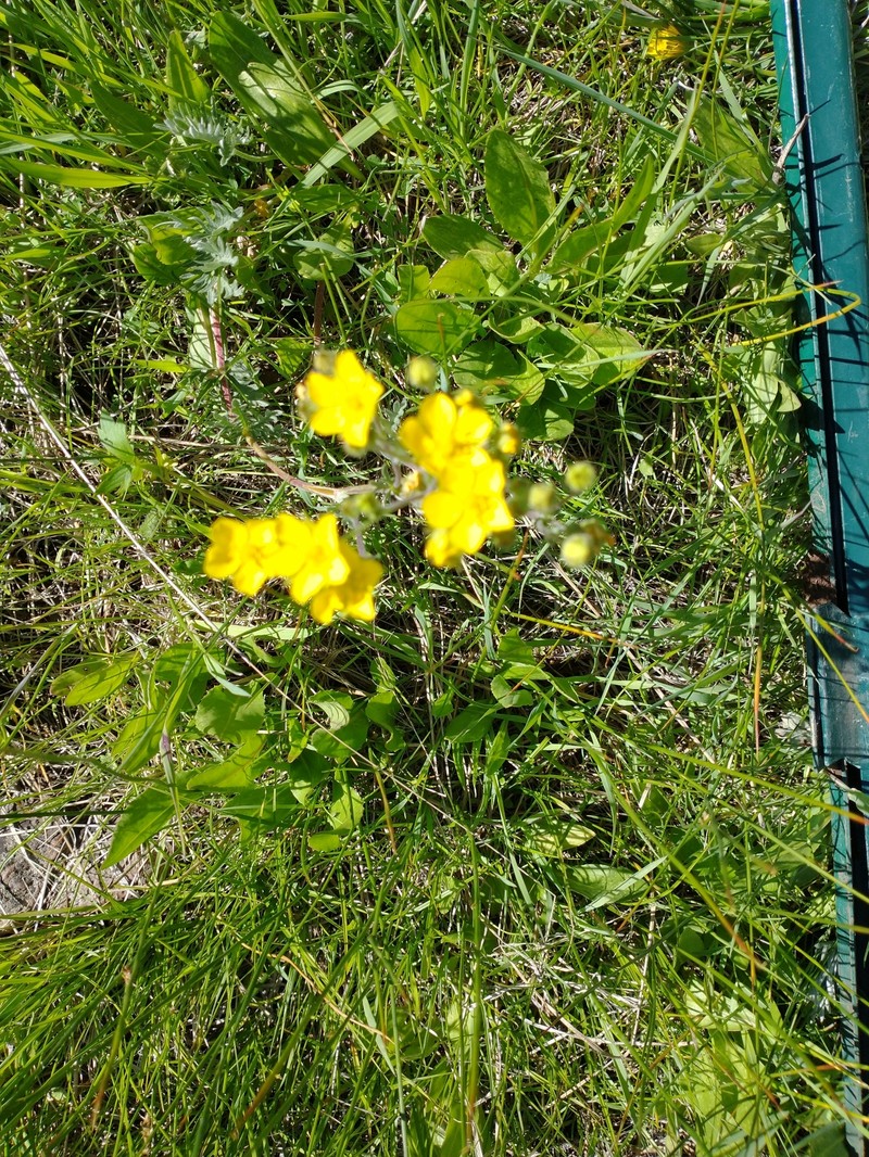 Potentilla gracilis var. owyheensis photo 7