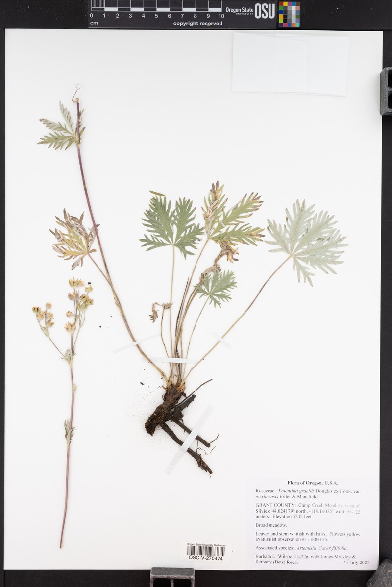Potentilla gracilis var. owyheensis photo 8