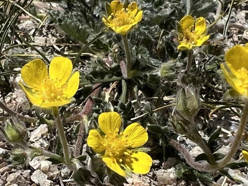 Potentilla gracillima