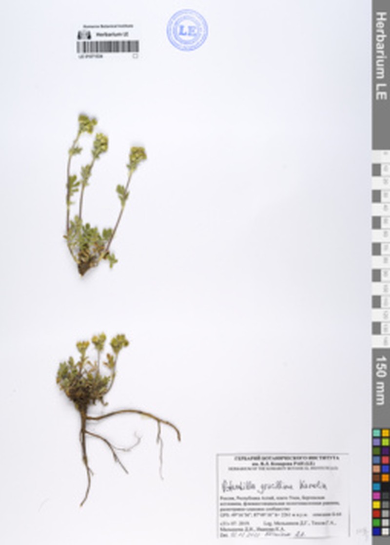 Potentilla gracillima photo 2