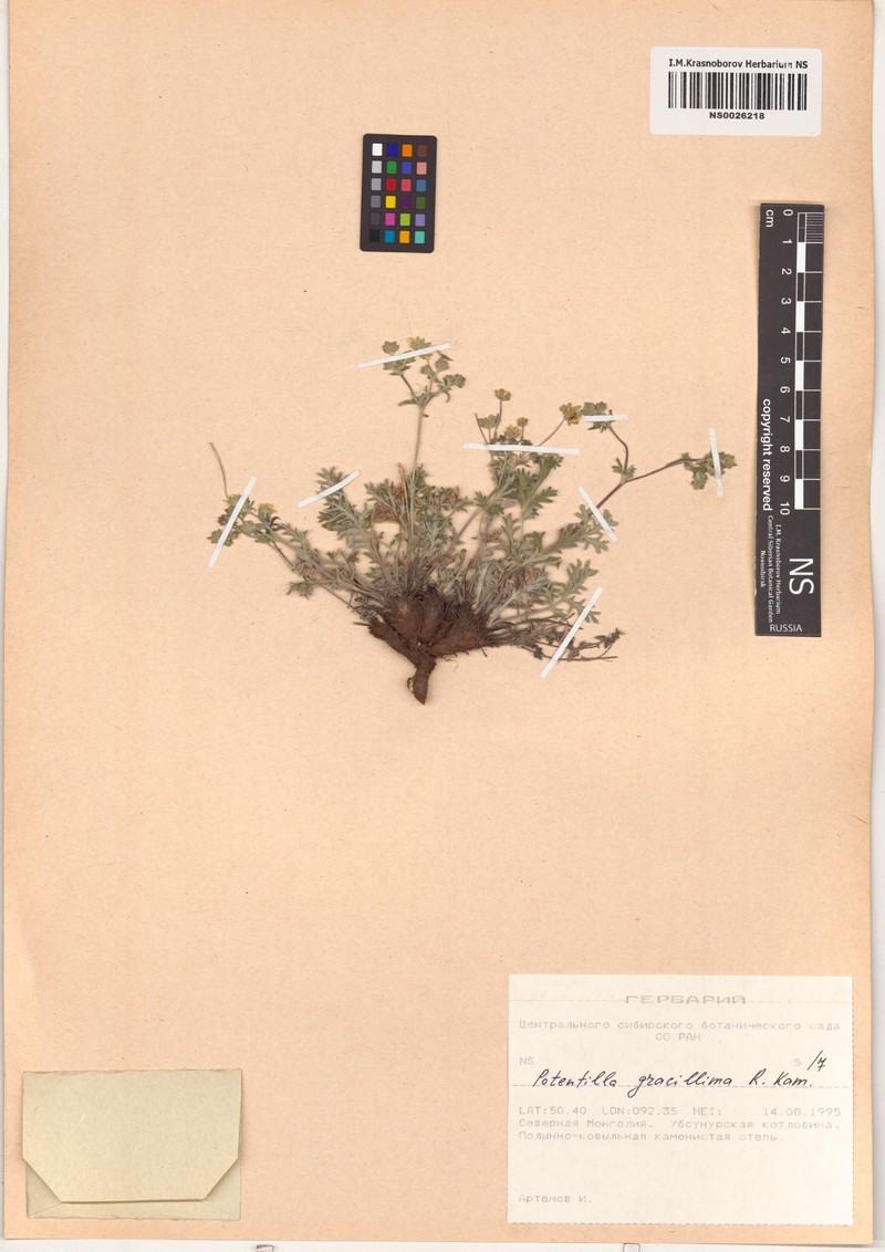 Potentilla gracillima photo 3