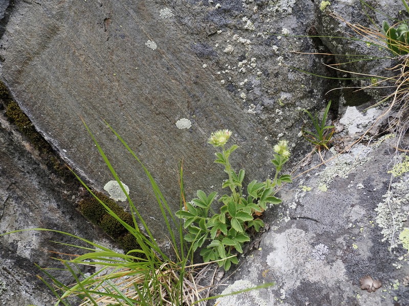 Potentilla grammopetala
