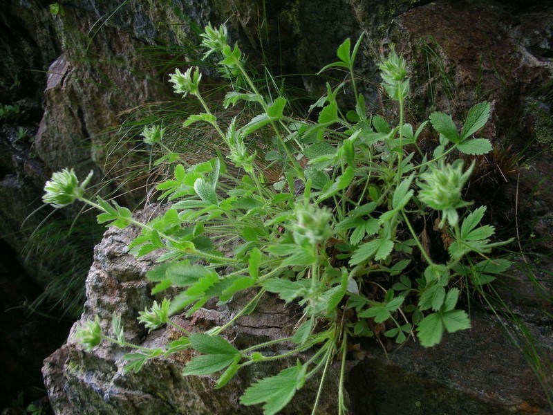 Potentilla grammopetala photo 3