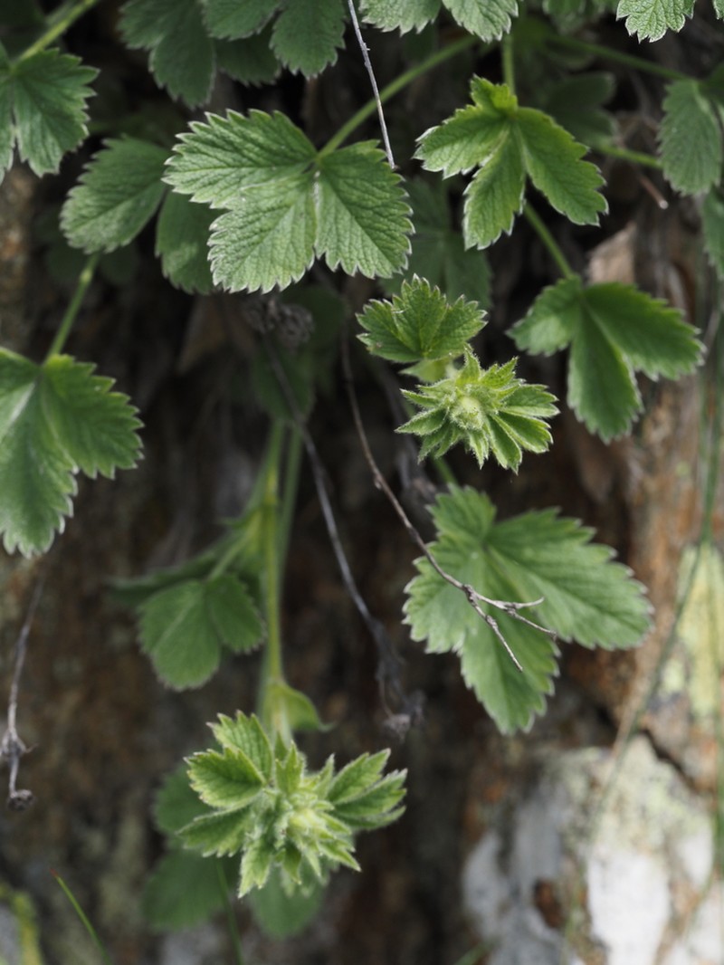 Potentilla grammopetala photo 5