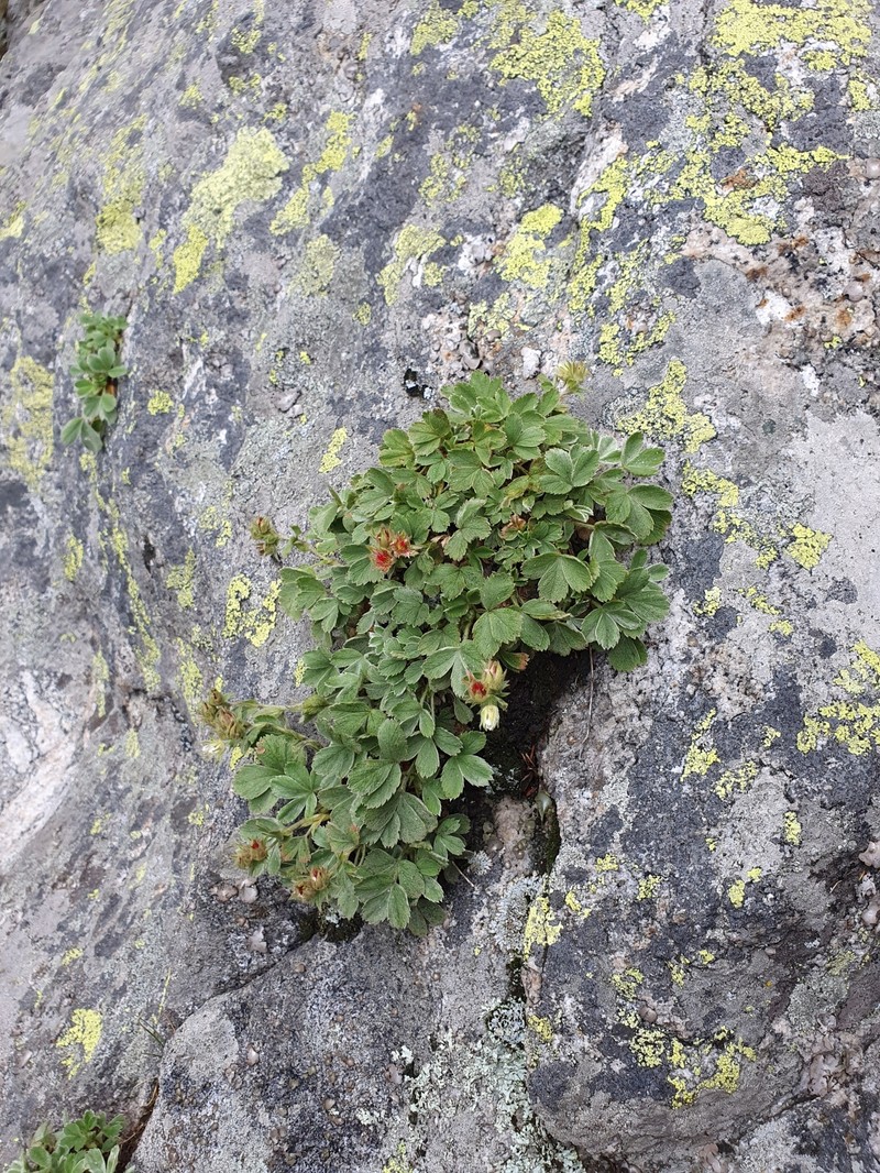 Potentilla grammopetala photo 8