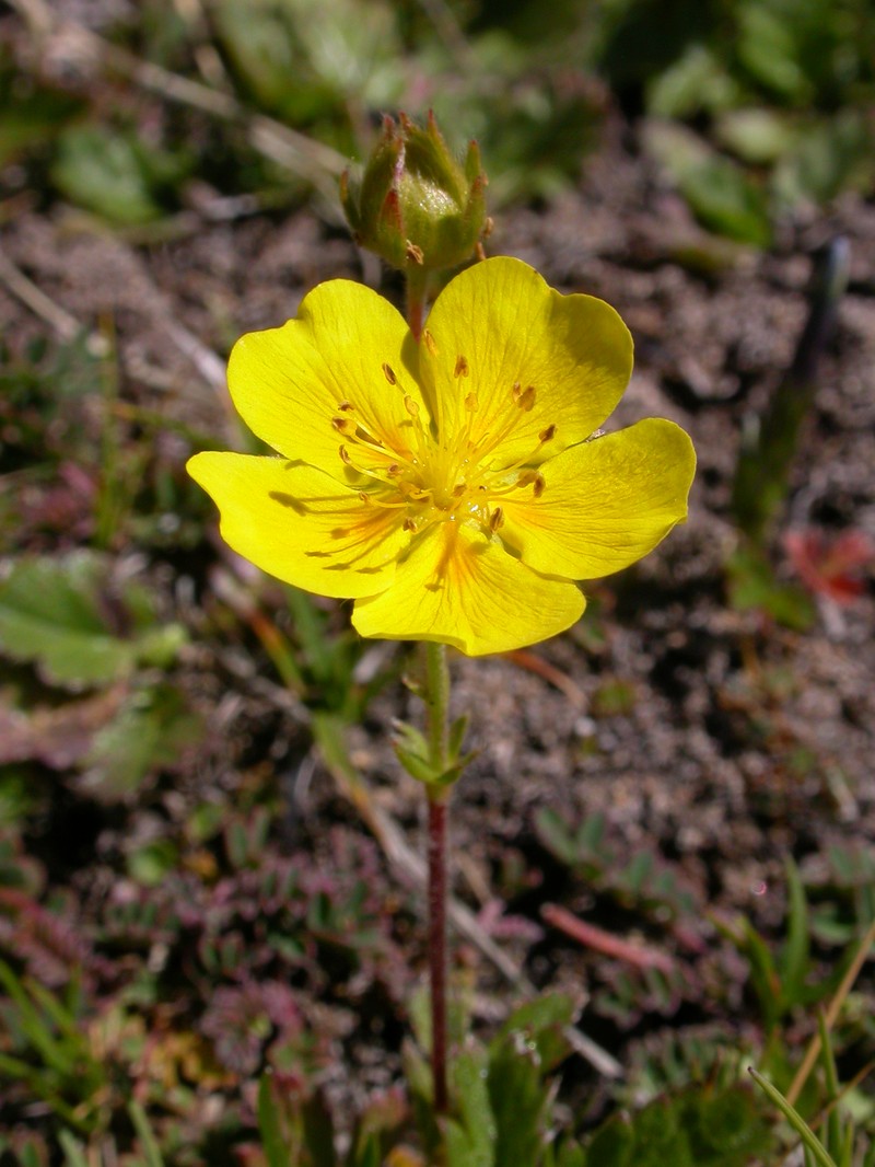 Potentilla grandiflora