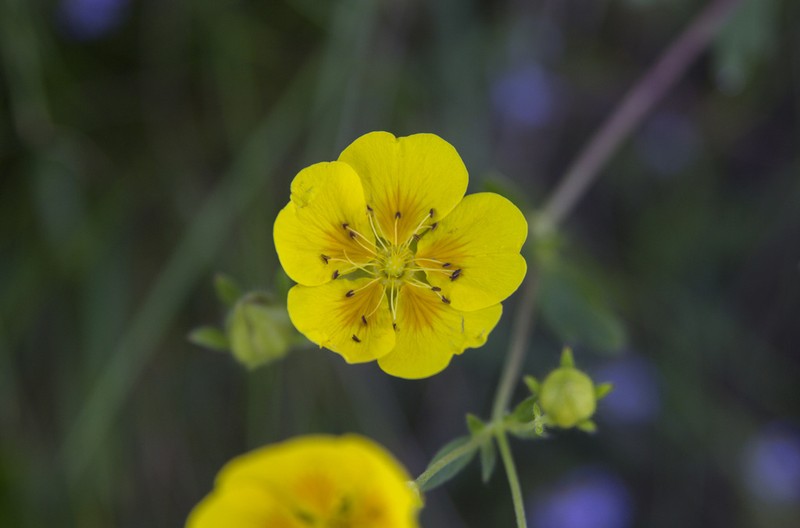 Potentilla grandiflora photo 2