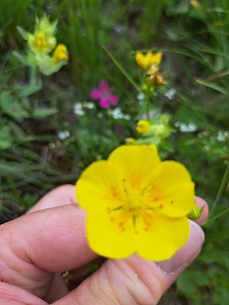 Potentilla grandiflora photo 3