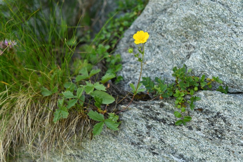 Potentilla grandiflora photo 4