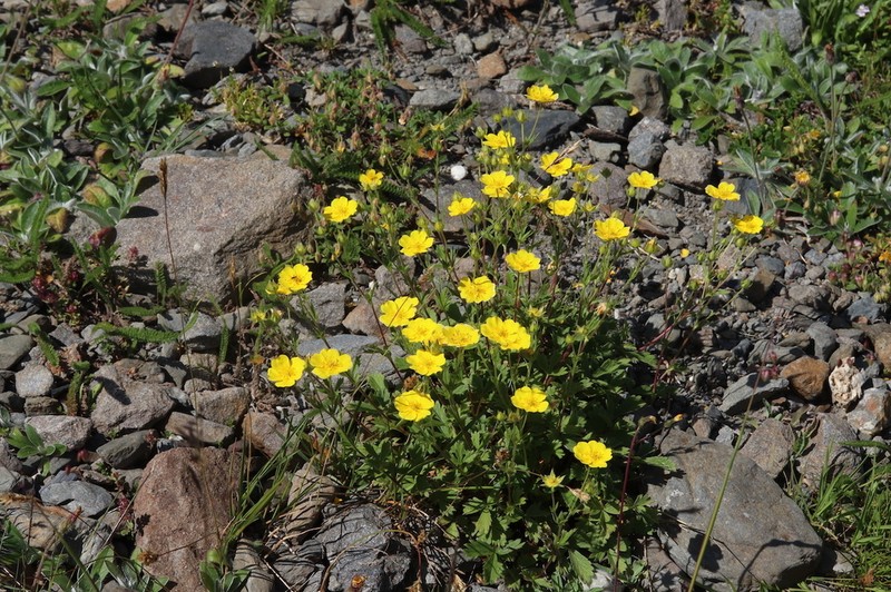 Potentilla grandiflora photo 5