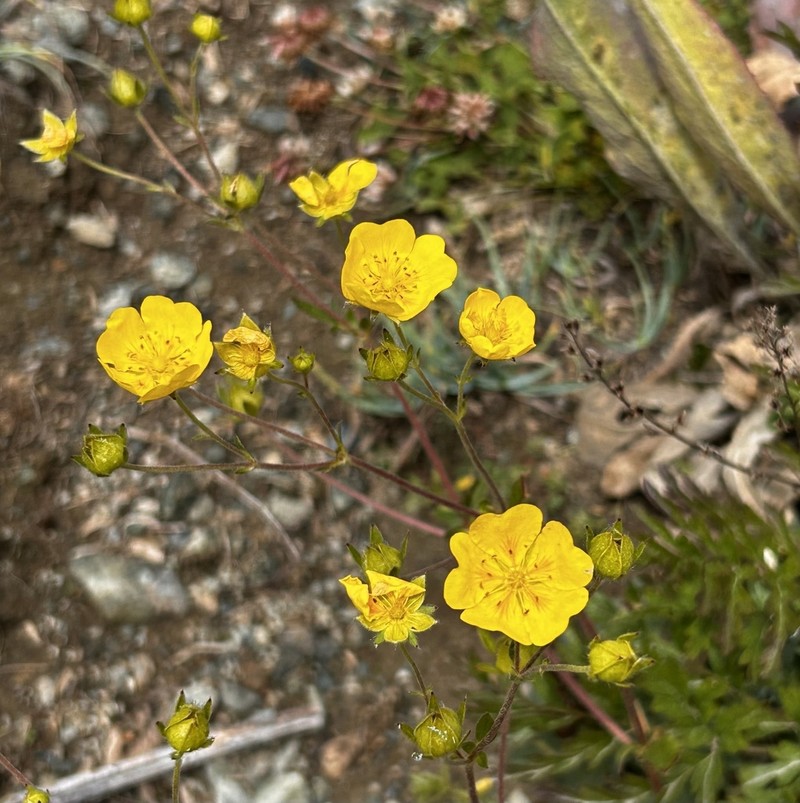 Potentilla grandiflora photo 6