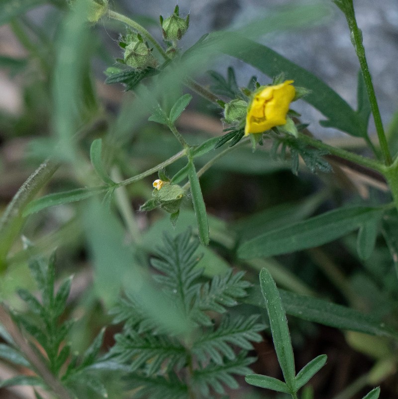 Potentilla granulosa
