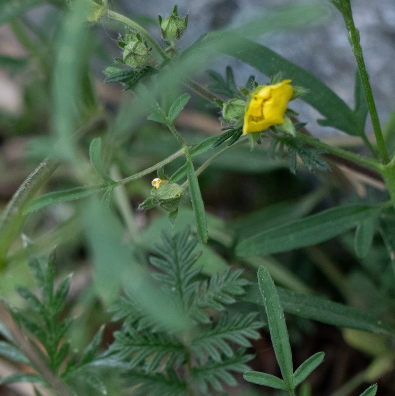 Potentilla granulosa photo 2