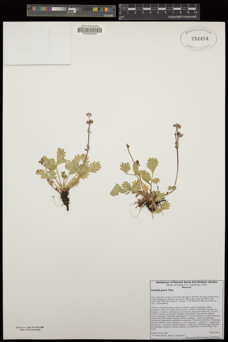 Gray's Cinquefoil