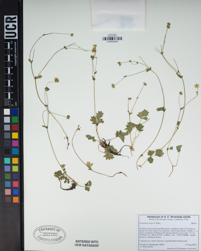 Gray's Cinquefoil photo 2