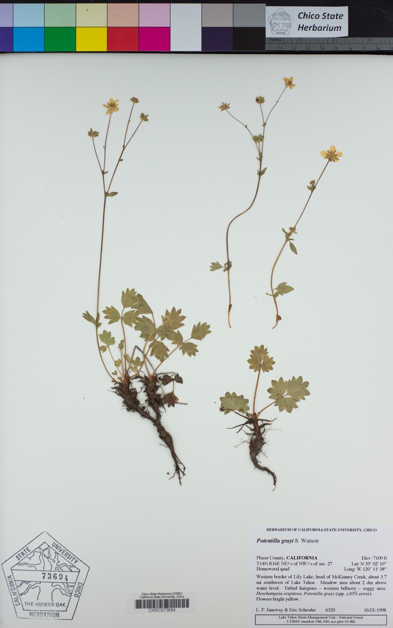 Gray's Cinquefoil photo 3