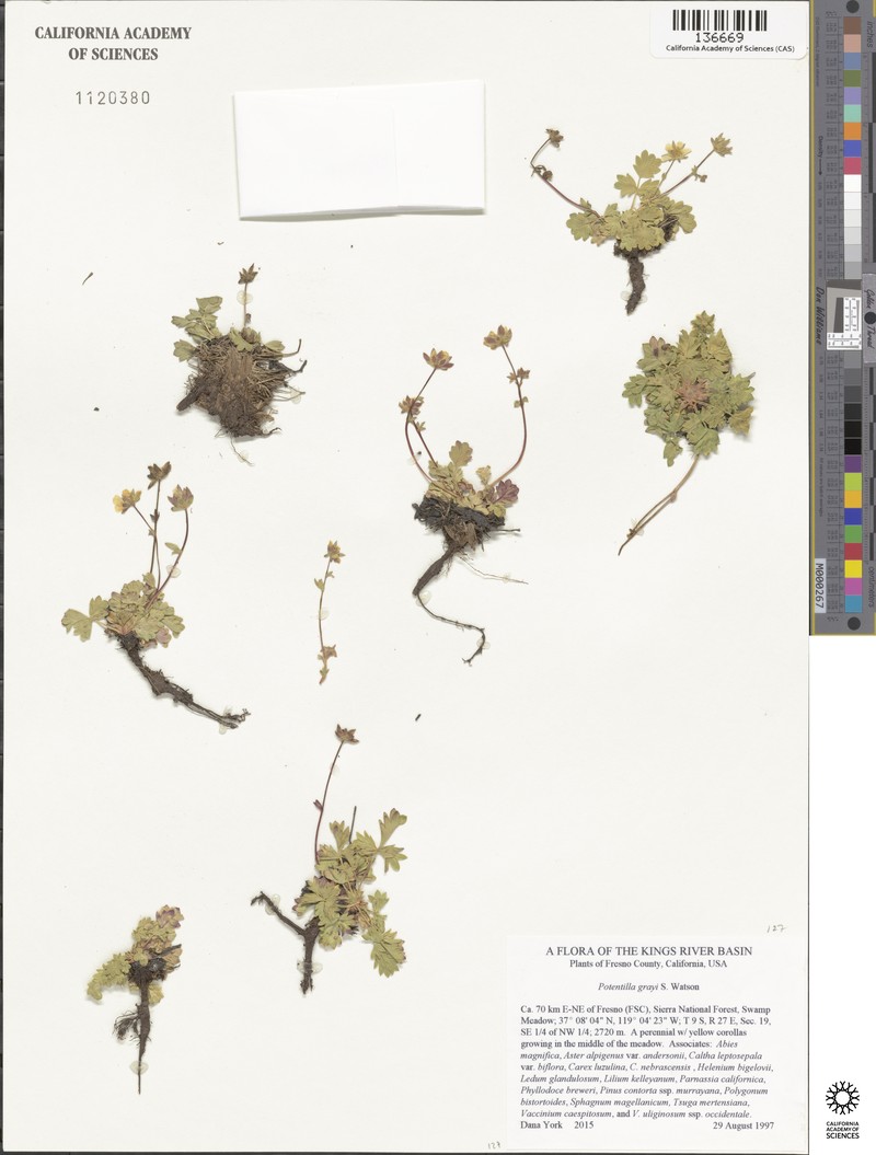 Gray's Cinquefoil photo 4
