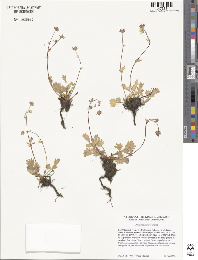 Gray's Cinquefoil photo 5