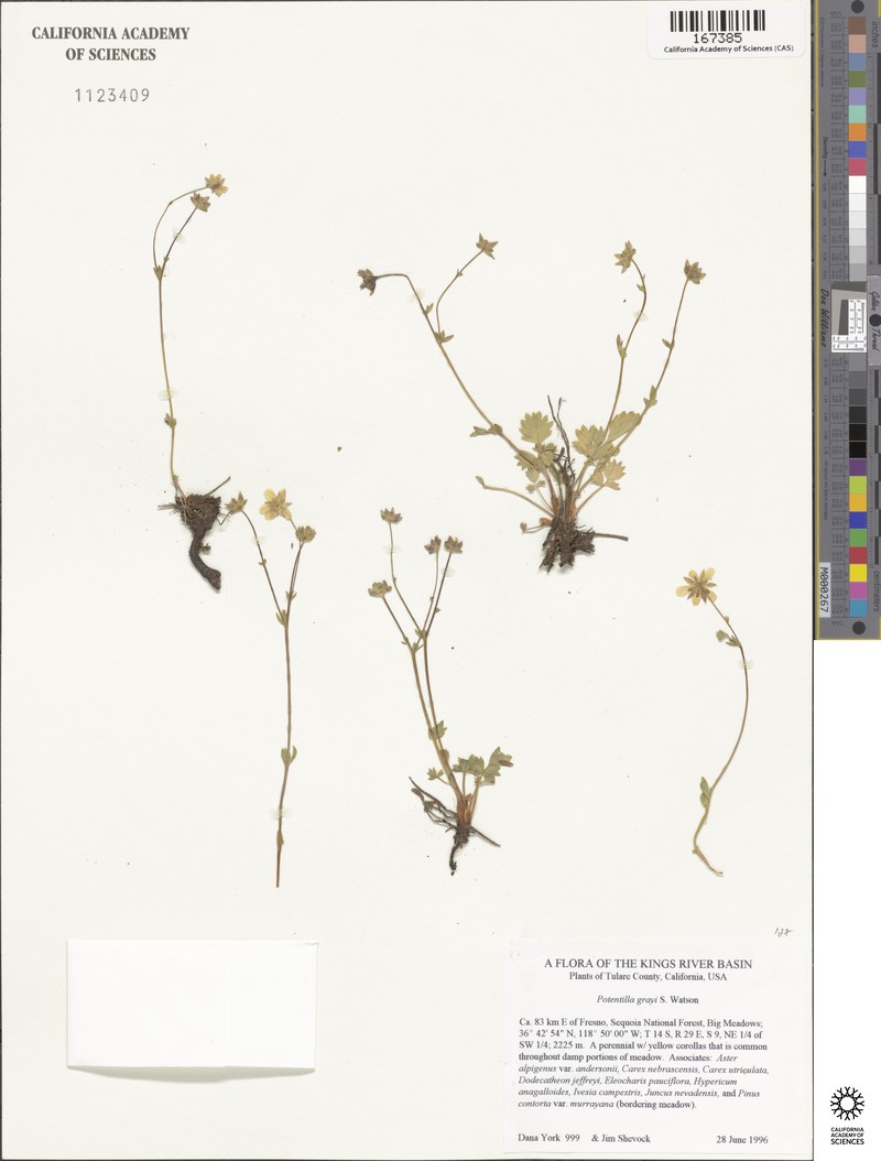 Gray's Cinquefoil photo 6