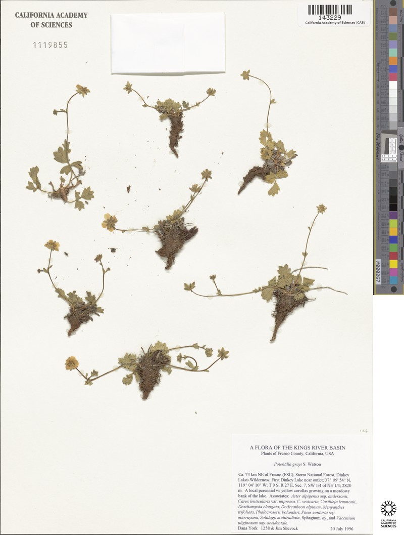 Gray's Cinquefoil photo 7