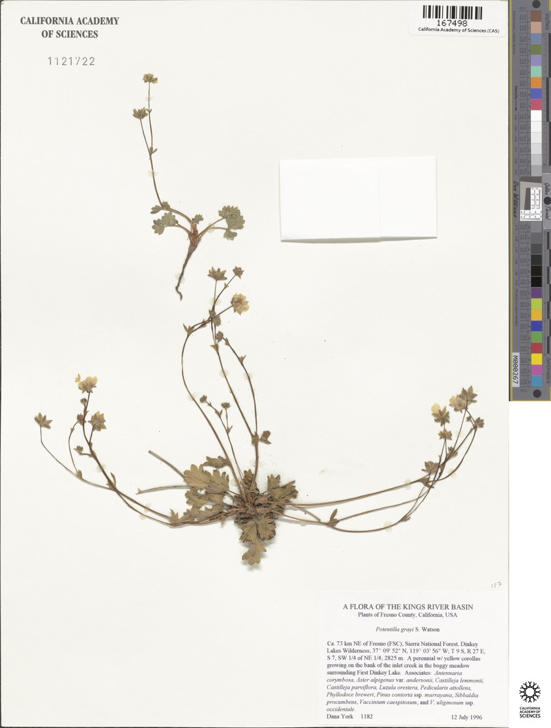 Gray's Cinquefoil photo 8
