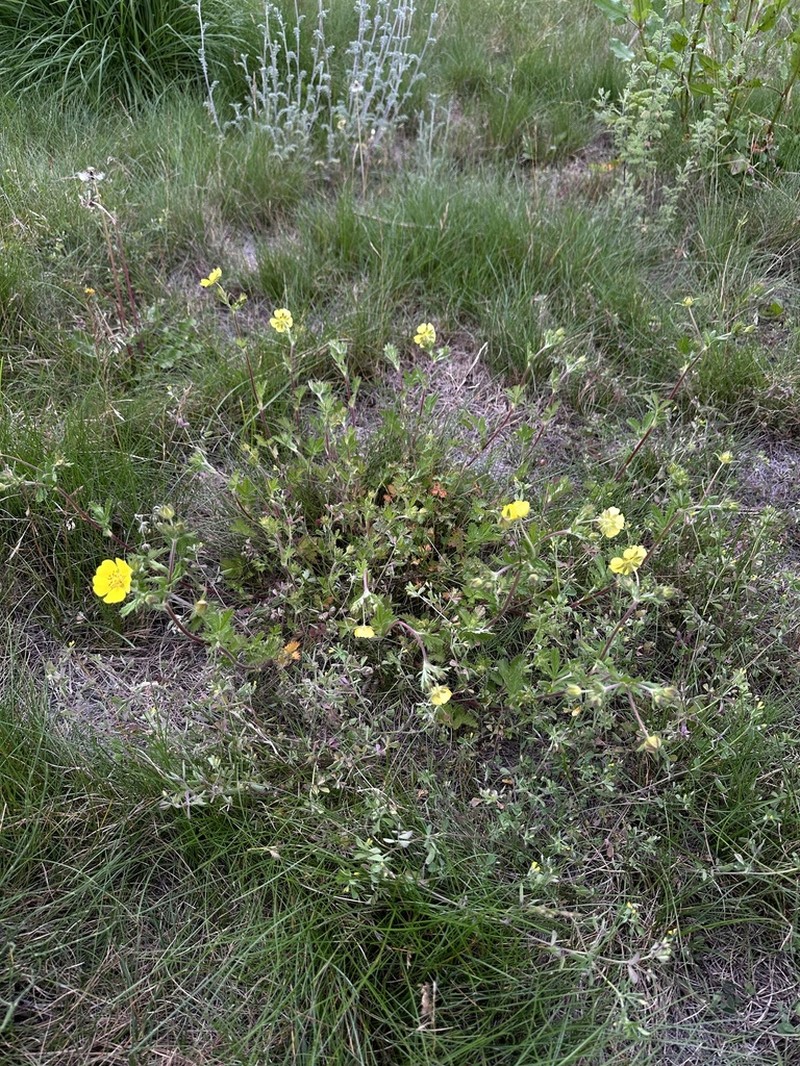 Potentilla griffithii