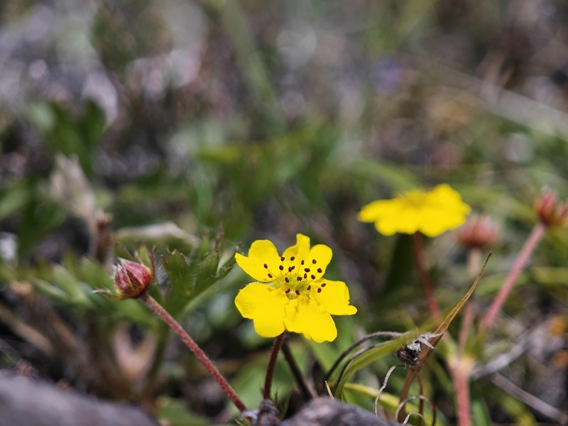 Potentilla griffithii photo 2