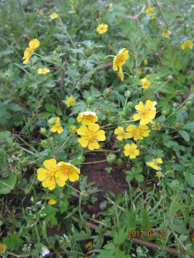 Potentilla griffithii photo 3
