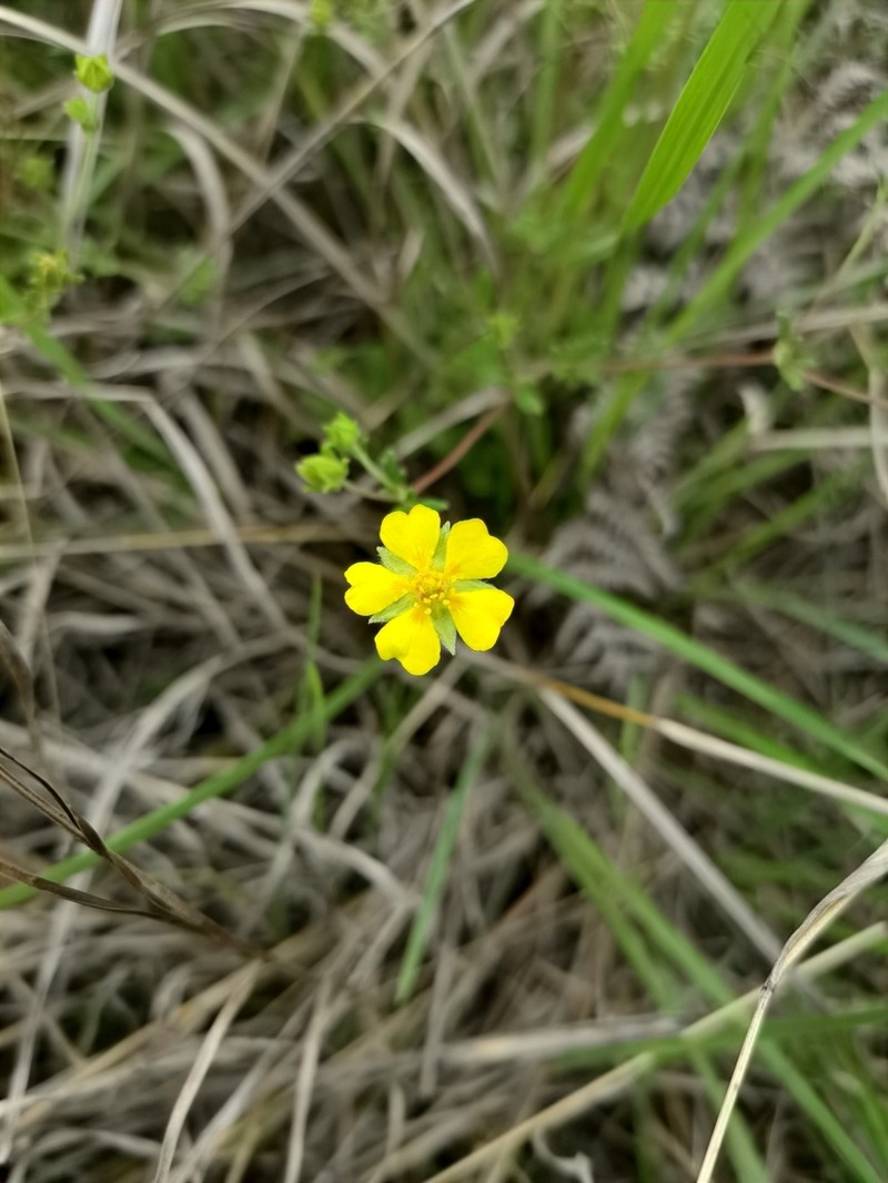 Potentilla griffithii photo 4