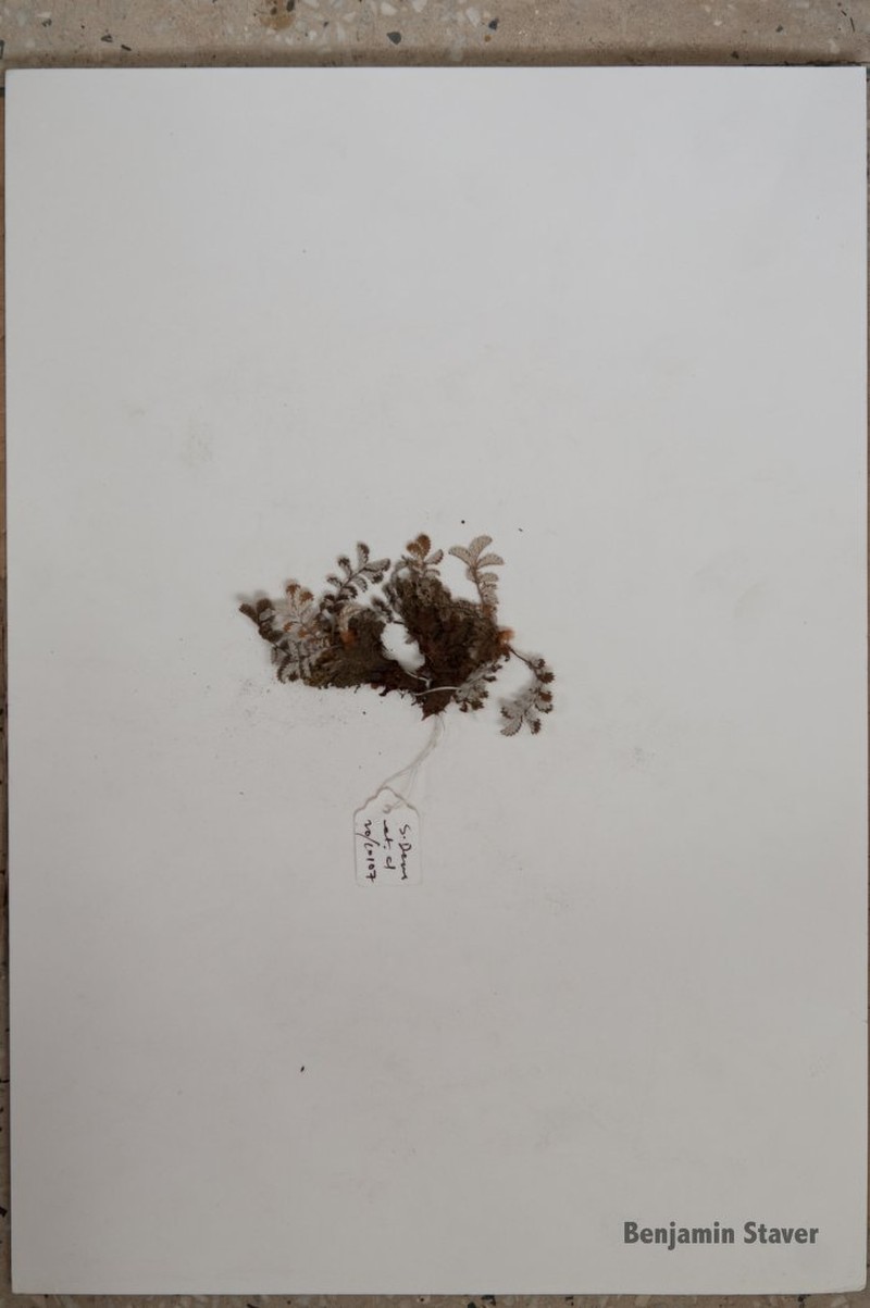 Potentilla griffithii photo 5