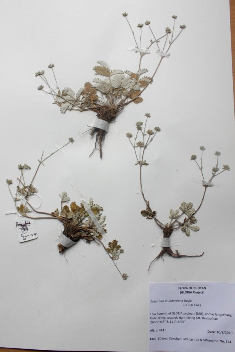 Potentilla griffithii photo 6