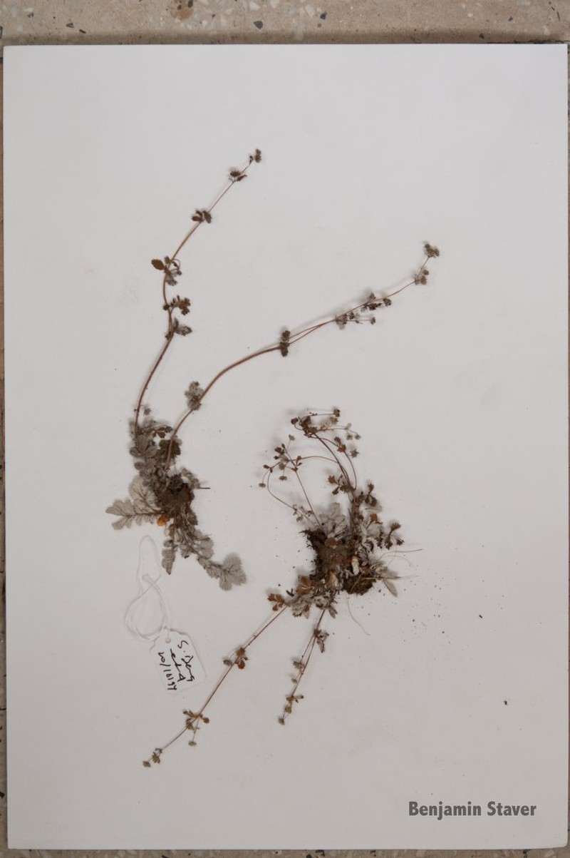 Potentilla griffithii photo 7