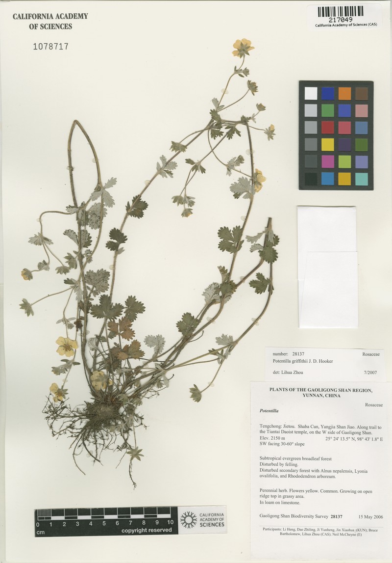 Potentilla griffithii photo 8