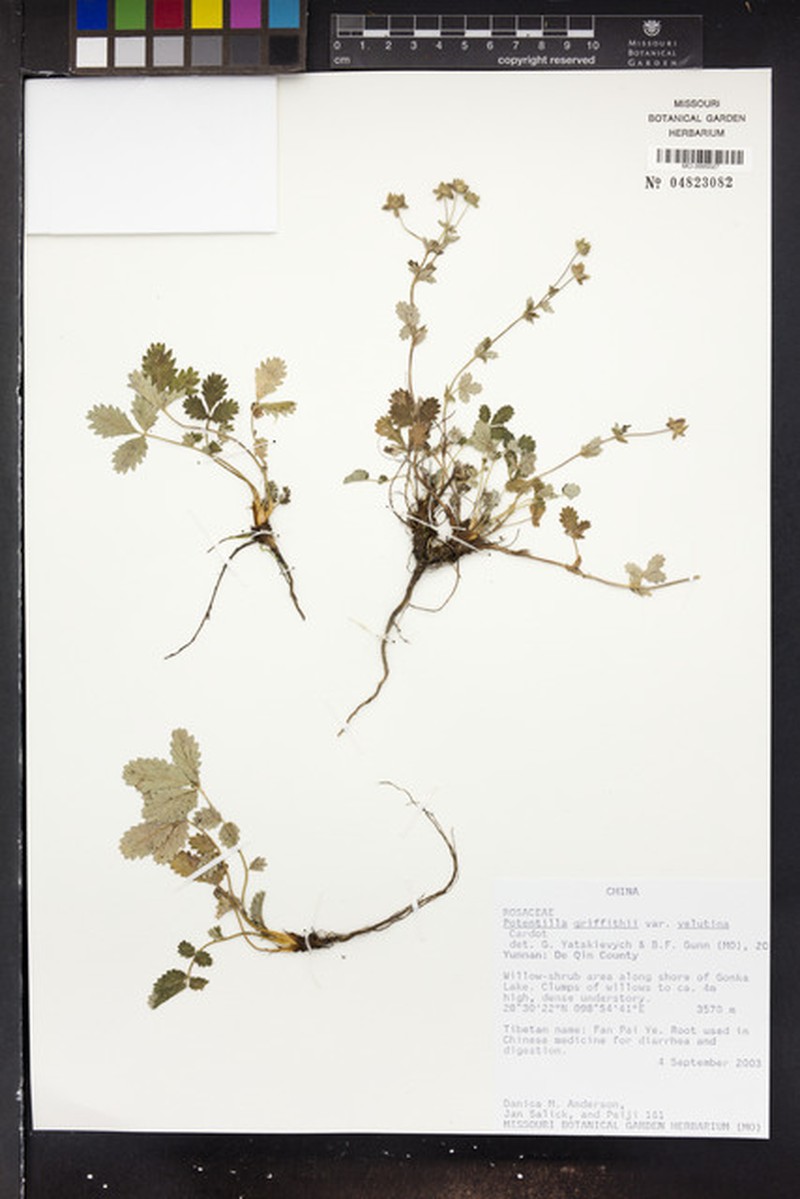 Potentilla griffithii var. velutina