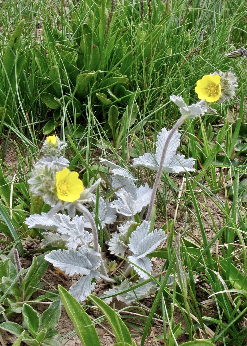 Potentilla grisea photo 3